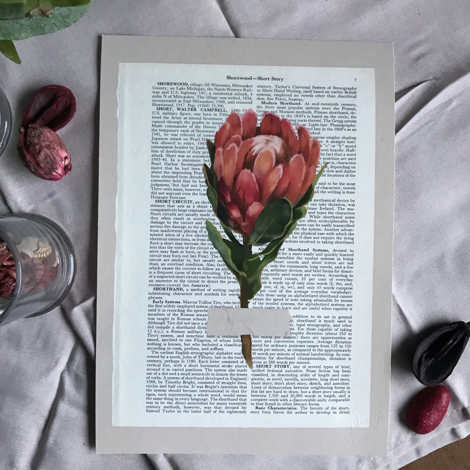 Kunstdruck: Naturstudie No.2 - Protea – Bild 2
