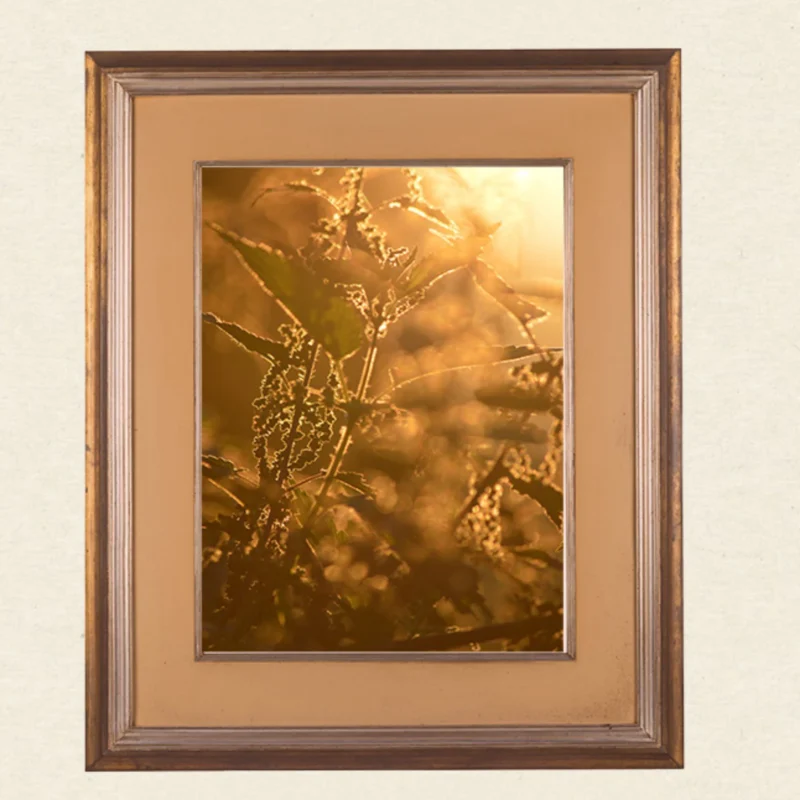 Wandkunst Natur, Fine Art Print, Fotografie Print, Hahnemühle Bamboo, nachhaltige Kunst, Naturposter, Wanddekoration modern, botanische Kunst, minimalistisches Wandbild, Zen Bild, Wohndekoration Natur, Geschenk für Naturliebhaber, Galeriequalität, Kunstfotografie, Interieur Design Kunst, Wandbild Wohnzimmer, Wanddeko Schlafzimmer, Naturmotive Wandkunst.