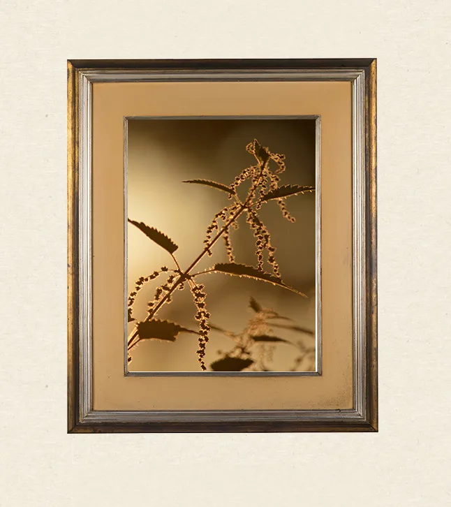 Wandkunst Natur, Fine Art Print, Fotografie Print, Hahnemühle Bamboo, nachhaltige Kunst, Naturposter, Wanddekoration modern, botanische Kunst, minimalistisches Wandbild, Zen Bild, Wohndekoration Natur, Geschenk für Naturliebhaber, Galeriequalität, Kunstfotografie, Interieur Design Kunst, Wandbild Wohnzimmer, Wanddeko Schlafzimmer, Naturmotive Wandkunst.