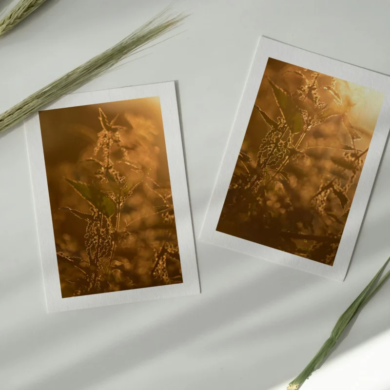 Wandkunst Natur, Fine Art Print, Fotografie Print, Hahnemühle Bamboo, nachhaltige Kunst, Naturposter, Wanddekoration modern, botanische Kunst, minimalistisches Wandbild, Zen Bild, Wohndekoration Natur, Geschenk für Naturliebhaber, Galeriequalität, Kunstfotografie, Interieur Design Kunst, Wandbild Wohnzimmer, Wanddeko Schlafzimmer, Naturmotive Wandkunst.