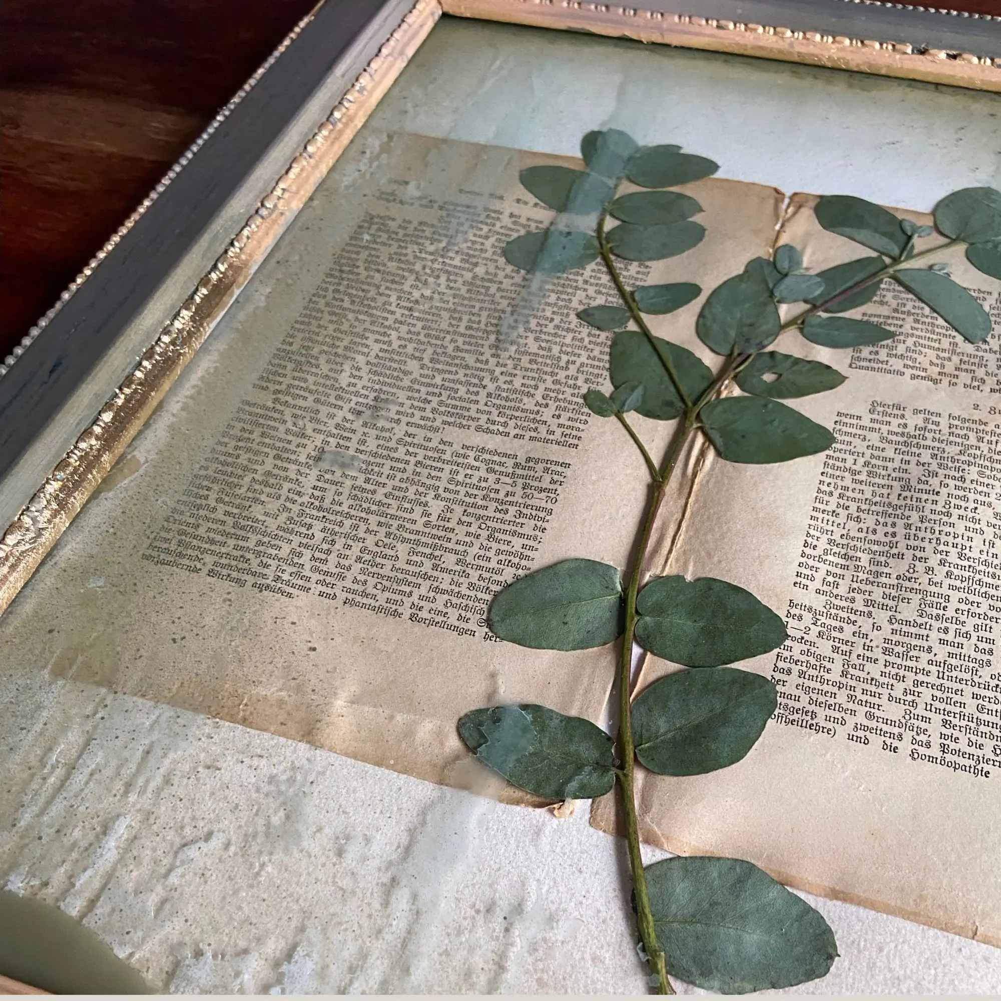 Lost Garden Auftragskunst Botanik auf handgeschöpftem Papier mit Blattgold im antiken Shabby Chic Rahmen. (2)