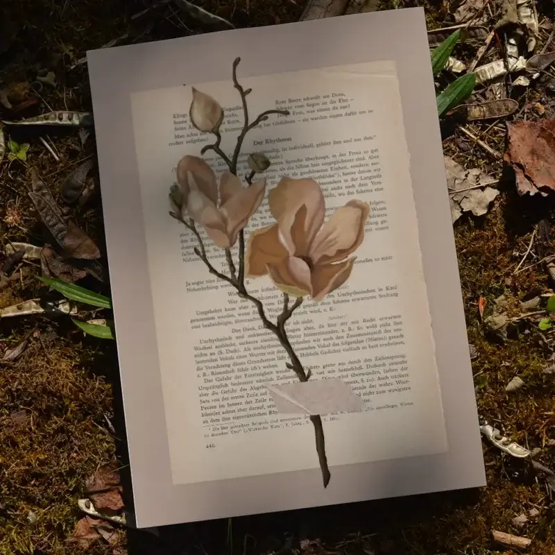 Kunstdruck: Naturstudie No.4 - Rosa Magnolie