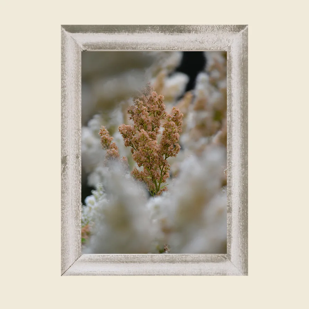 Wandkunst Natur, Fine Art Print, Fotografie Print, Hahnemühle Bamboo, nachhaltige Kunst, Naturposter, Wanddekoration modern, botanische Kunst, minimalistisches Wandbild, Zen Bild, Wohndekoration Natur, Geschenk für Naturliebhaber, Galeriequalität, Kunstfotografie, Interieur Design Kunst, Wandbild Wohnzimmer, Wanddeko Schlafzimmer, Naturmotive Wandkunst.