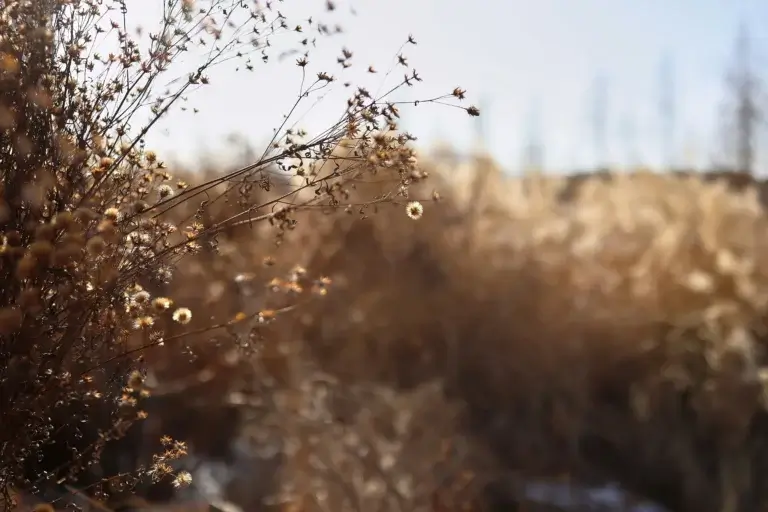 Nahaufnahme von feinen getrockneten Wildblumen und Gräsern im warmen Sonnenlicht vor einer unscharfen Naturlandschaft von Lineativ Studio.